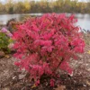 Fire Ball Seedless™ Burning Bush