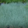 'Cool As Ice' Blue Fescue