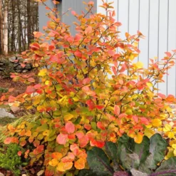 Legend Of The Fall® Bottlebrush -Naty Plants Shop Fothergilla Legend of the Fall 3 P