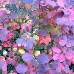 Legend Of The Fall® Bottlebrush -Naty Plants Shop Fothergilla Legend of the Fall 4 P