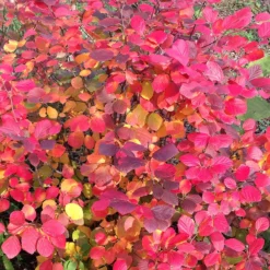 Legend Of The Fall® Bottlebrush -Naty Plants Shop Fothergilla Legend of the Fall 5 P