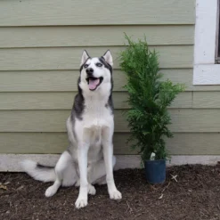 'Green Giant' Arborvitae/Thuja 13 'Green Giant' Arborvitae/Thuja -Naty Plants Shop Great garden plants green giant arborvitae 544ba6cb 2aa2 48b6 a69f f2045670184d sw scaled