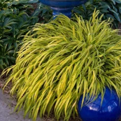 'Aureola' Japanese Forest Grass -Naty Plants Shop HAKAU1Q 3 b6728e52 76fa 4e66 bb1e 47eec76c45b9
