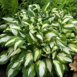 'Vulcan' Hosta -Naty Plants Shop HOSVU1Q 1