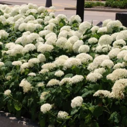 'Annabelle' Smooth Hydrangea -Naty Plants Shop HYDAN2Q 7 f9692af7 6a01 4a75 a9a9 6632c0969fd7 sw