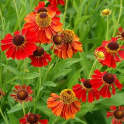 'Moerheim Beauty' Sneezeweed