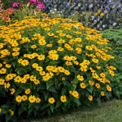 'Tuscan Sun' False Sunflower -Naty Plants Shop Heliopsis Tuscan Sun 4 P