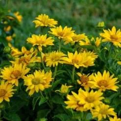 Tuscan Gold™ False Sunflower -Naty Plants Shop Heliopsis Tuscan Gold 2 P