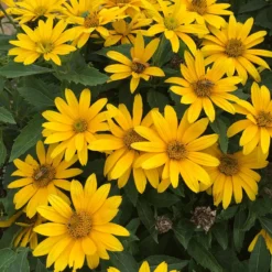 Tuscan Gold™ False Sunflower