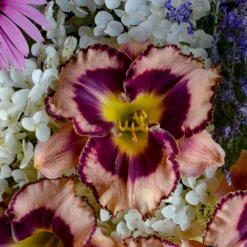 Rainbow Rhythm® 'Sound Of My Heart' Daylily -Naty Plants Shop Hemerocallis Sound of My Heart 1 P