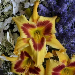 Rainbow Rhythm® 'Tiger Swirl' Daylily -Naty Plants Shop Hemerocallis Tiger Swirl 1 P sw