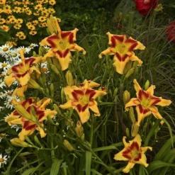 Rainbow Rhythm® 'Tiger Swirl' Daylily -Naty Plants Shop Hemerocallis Tiger Swirl 3 P sw