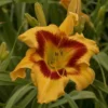 Rainbow Rhythm® 'Tiger Swirl' Daylily