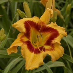 Rainbow Rhythm® 'Tiger Swirl' Daylily