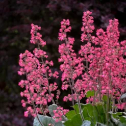 Dolce® 'Spearmint' Coral Bells 7 Dolce® 'Spearmint' Coral Bells -Naty Plants Shop Heuchera Dolce Spearmint 1 P