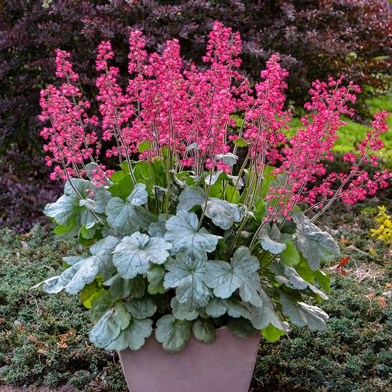 Dolce® 'Spearmint' Coral Bells 1 Dolce® 'Spearmint' Coral Bells