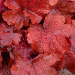 'Fire Alarm' Coral Bells -Naty Plants Shop Heuchera Fire Alarm 3 P sw