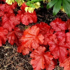 'Fire Alarm' Coral Bells -Naty Plants Shop Heuchera Fire Alarm 4 P sw