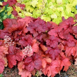 'Fire Alarm' Coral Bells -Naty Plants Shop Heuchera Fire Alarm 6 P sw