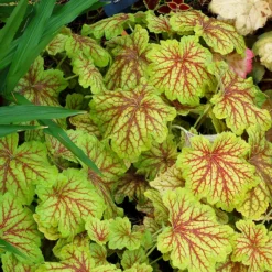 'Red Lightning' Coral Bells -Naty Plants Shop Heuchera Red Lightning 3 P