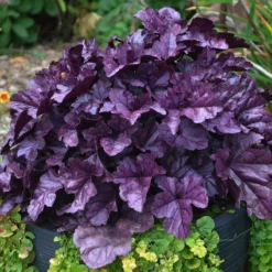 Dolce® 'Wildberry' Coral Bells -Naty Plants Shop Heuchera Wildberry 3 P sw