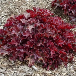 Dolce® 'Cherry Truffles' Coral Bells -Naty Plants Shop Heuchera Cherry Truffles 1 P sw