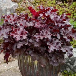 Dolce® 'Cherry Truffles' Coral Bells -Naty Plants Shop Heuchera Cherry Truffles 2 P sw