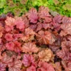 Primo® 'Peachberry Ice' Coral Bells