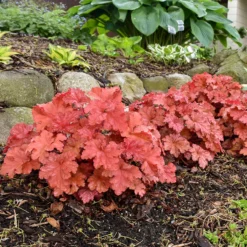 Primo® 'Peachberry Ice' Coral Bells -Naty Plants Shop Heuchera Peachberry Ice 3 P