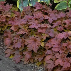 Fun And Games® 'Hopscotch' Foamy Bells -Naty Plants Shop Heucherella Hopscotch 3 P sw