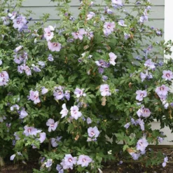 Azurri Blue Satin® Rose Of Sharon -Naty Plants Shop Hibiscus Azurri Blue Satin 3 P 0606f6d2 6998 4f8a 9b0b 871820dea8a7 sw