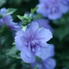 Blue Chiffon® Rose Of Sharon