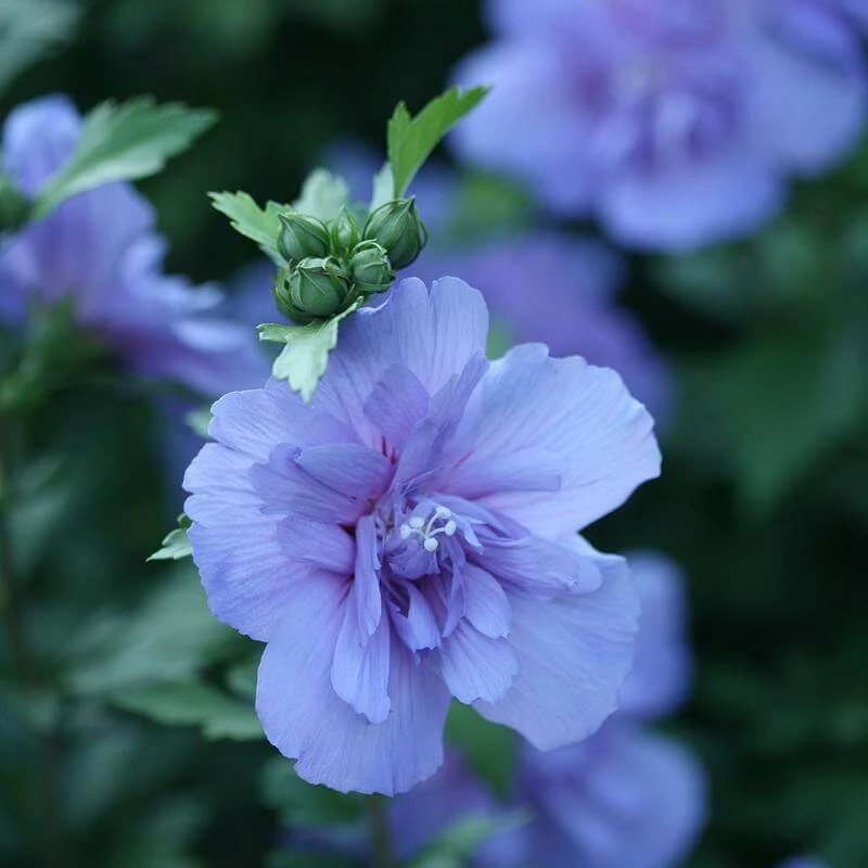 Blue Chiffon® Rose Of Sharon 1 Blue Chiffon® Rose Of Sharon