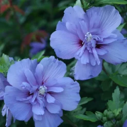 Blue Chiffon® Rose Of Sharon 8 Blue Chiffon® Rose Of Sharon -Naty Plants Shop Hibiscus Blue Chiffon 3 P 1894c01e 5a60 49a2 9add a39d29ea2741 sw