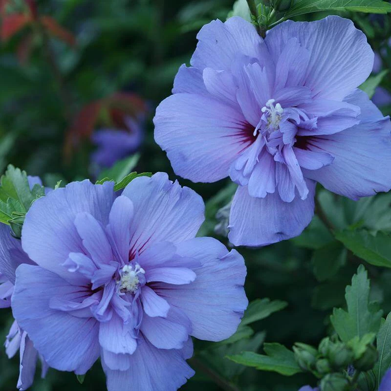 Blue Chiffon® Rose Of Sharon 3 Blue Chiffon® Rose Of Sharon - Image 3