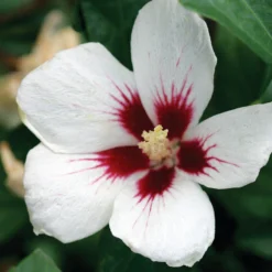 Lil' KimĀ® Rose Of Sharon