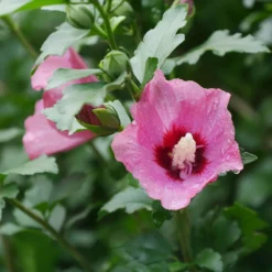 Lil' Kim® Red Rose Of Sharon -Naty Plants Shop Hibiscus Lil Kim Red 1