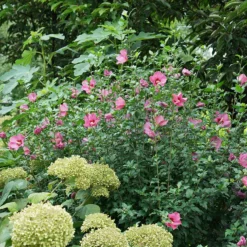 Lil' Kim® Red Rose Of Sharon -Naty Plants Shop Hibiscus Lil Kim Red 4