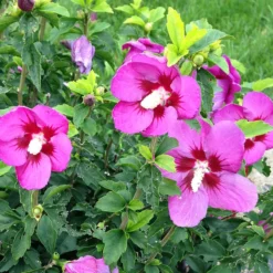 Lil' Kim® Violet Rose Of Sharon -Naty Plants Shop Hibiscus Lil Kim Violet 4