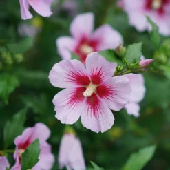 Orchid Satin® Rose Of Sharon -Naty Plants Shop Hibiscus Orchid Satin 3