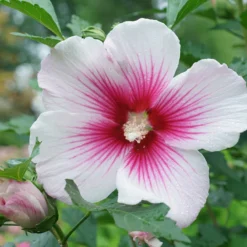 Paraplu Pink Ink® Rose Of Sharon -Naty Plants Shop Hibiscus Paraplu Pink Ink 4