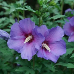 Paraplu Violet® Rose Of Sharon -Naty Plants Shop Hibiscus Paraplu Violet 3
