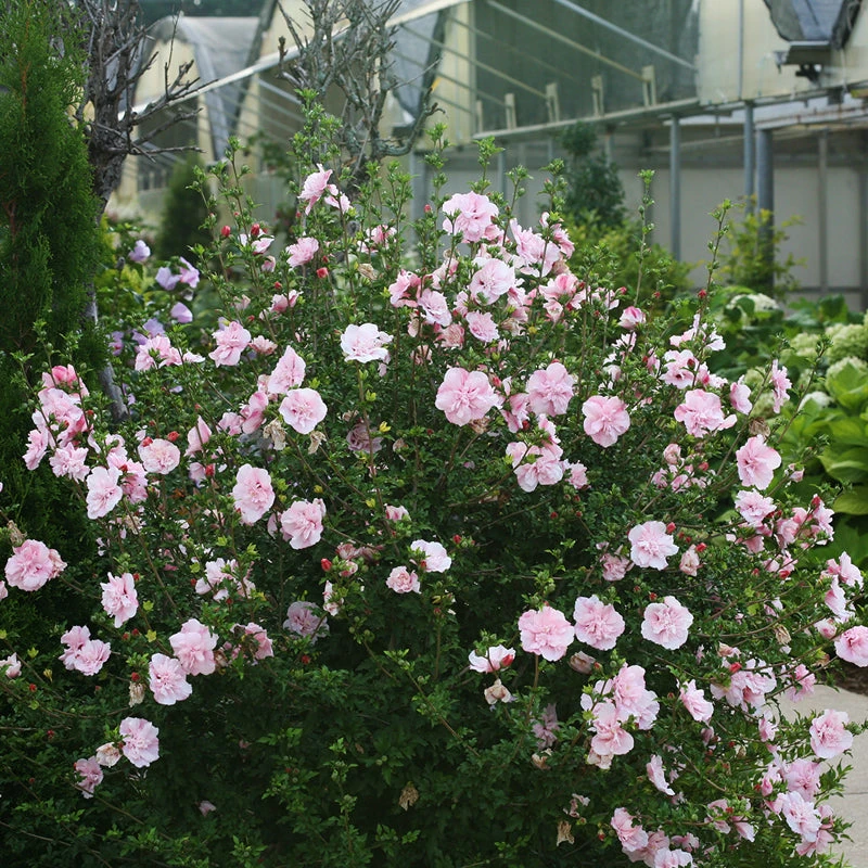 Pink Chiffon® Rose Of Sharon 3 Pink Chiffon® Rose Of Sharon - Image 3