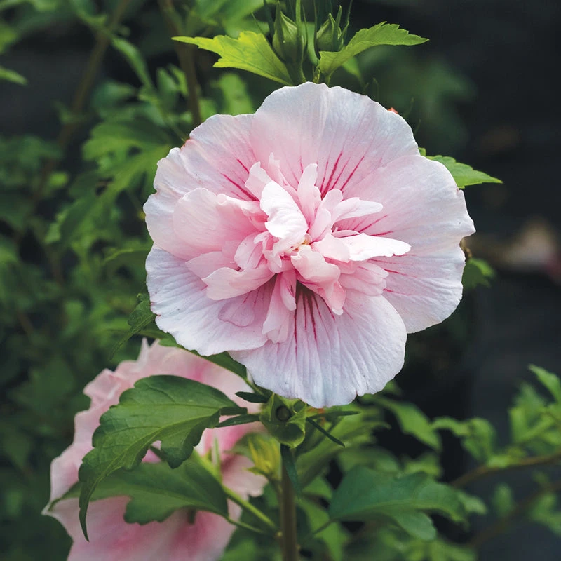 Pink Chiffon® Rose Of Sharon 2 Pink Chiffon® Rose Of Sharon - Image 2