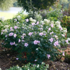 Pollypetite® Rose Of Sharon -Naty Plants Shop Hibiscus Pollypetite 3 P