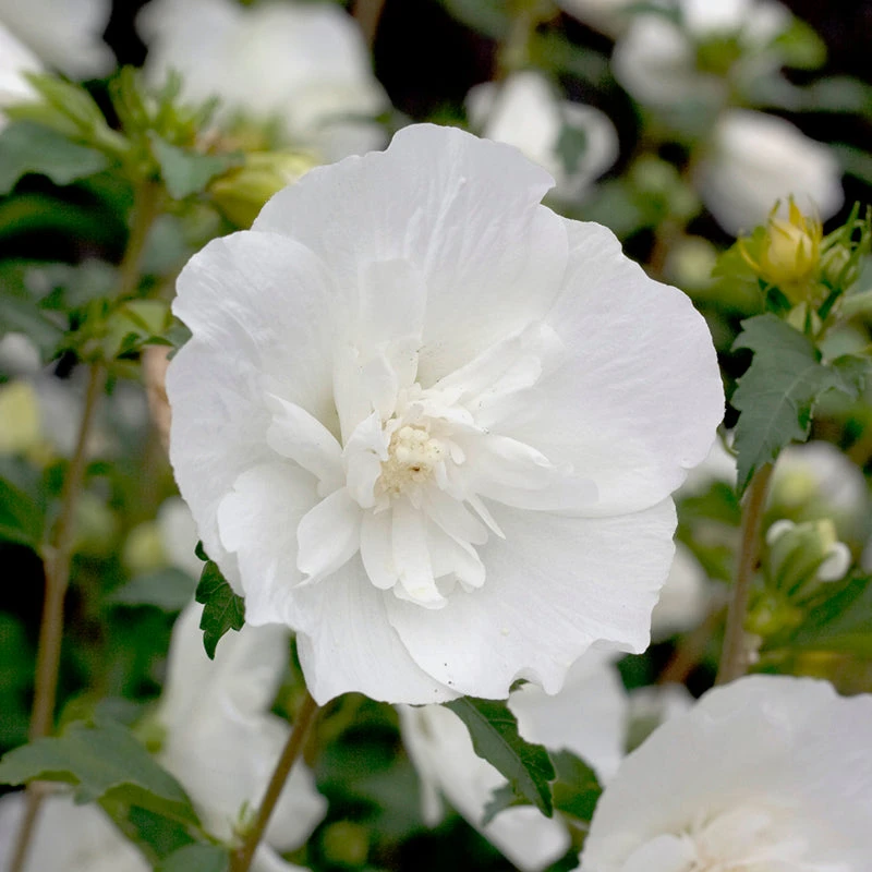 White Chiffon® Rose Of Sharon 1 White Chiffon® Rose Of Sharon