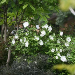 White Chiffon® Rose Of Sharon 8 White Chiffon® Rose Of Sharon -Naty Plants Shop Hibiscus White Chiffon 3 P
