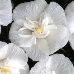 White Chiffon® Rose Of Sharon 9 White Chiffon® Rose Of Sharon -Naty Plants Shop Hibiscus White Chiffon 4 P