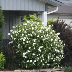 White Chiffon® Rose Of Sharon 10 White Chiffon® Rose Of Sharon -Naty Plants Shop Hibiscus White Chiffon 5 P
