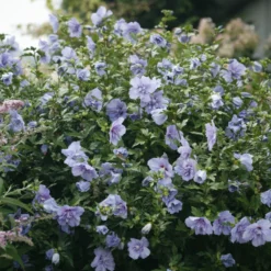 Blue Chiffon® Rose Of Sharon 9 Blue Chiffon® Rose Of Sharon -Naty Plants Shop HibiscusBlueChiffonIMG 9730 800x800 bf5b70e